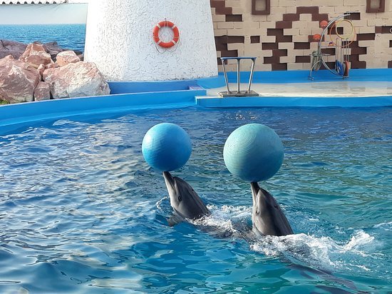agadir dolphin world 1 Excursions and Tours in Agadir