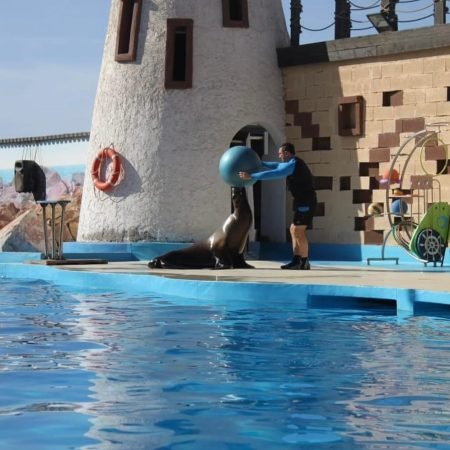 Dolphin World trip 3 sunset-dolphin-tour-agadir