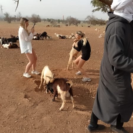 tree-climbing-goats-agadir-morocco