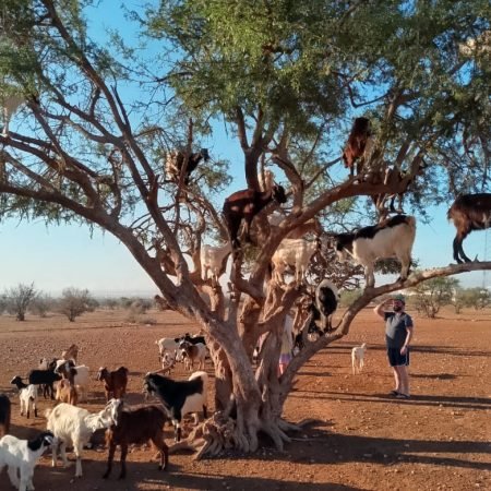 Goats on the Tree Agadir