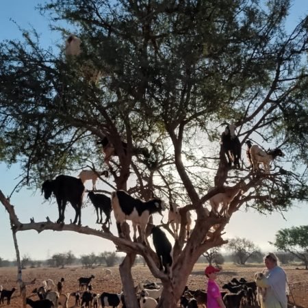 Goats on the Tree Agadir