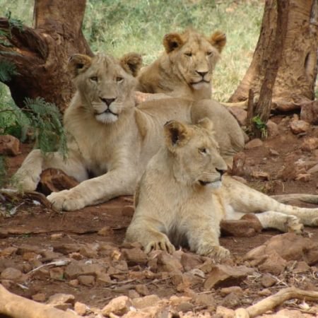 Agadir Lion Park 6 gallery_1