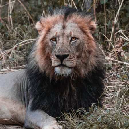 Agadir Lion Park 5 gallery_2