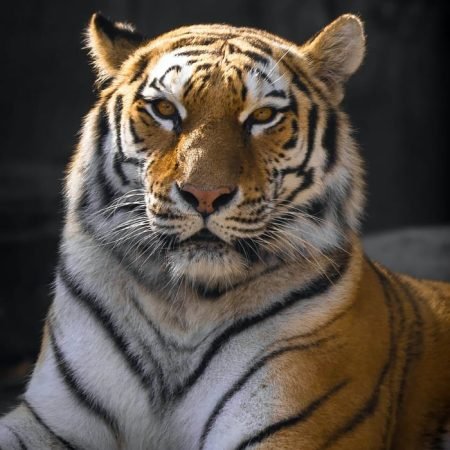 Agadir Lion Park 3 gallery_4