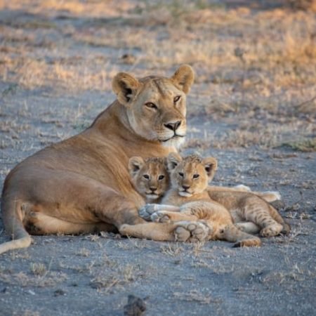 Agadir Lion Park 2 gallery_5